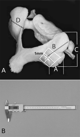 Fig. 1A