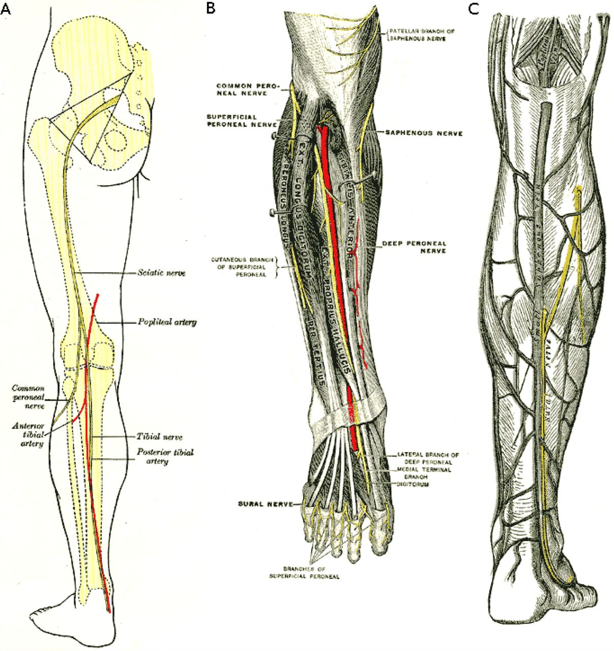 N suralis. Sural nerve. A suralis анатомия. Suralis нерв.